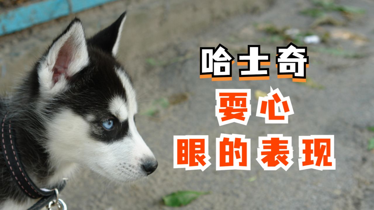 哈士奇"心眼多",这3个特征藏不住!