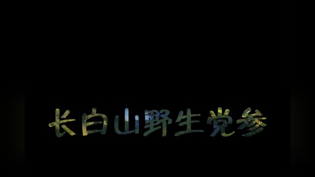 野生党参,又名土人参,你了解它吗