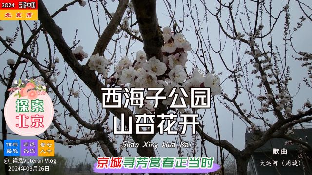 探索北京——西海子公园山杏花开,京城寻芳赏春正当时