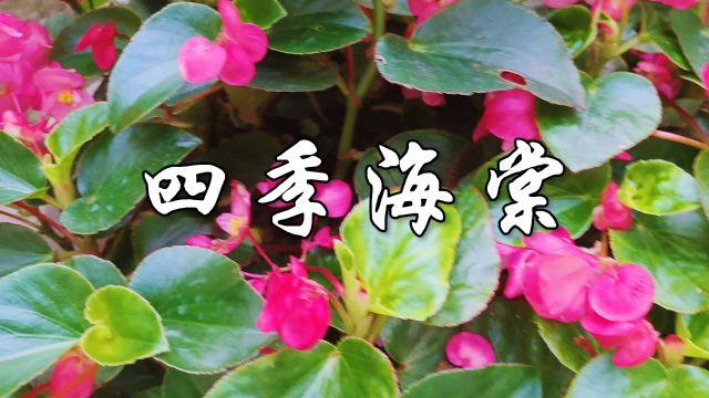 中草药——四季海棠