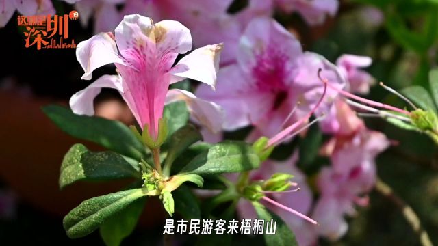 这就是深圳|一年一度!限定浪漫!梧桐山毛棉杜鹃花开正盛