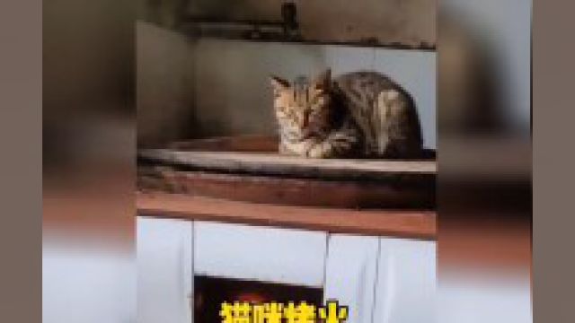 第一批回村的猫已经钻灶坑了