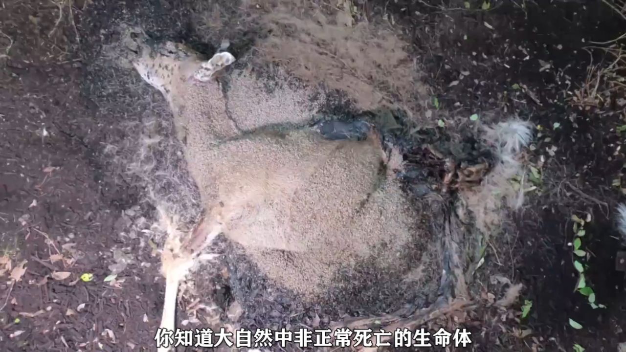 一头死去的小鹿需要多久才能被大自然分解,简直太意外了!