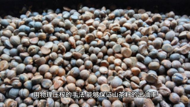 世界卫生组织建议食用健康的食用油山茶油