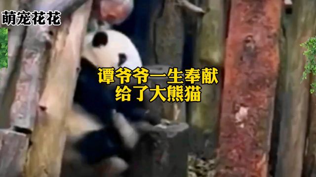 谭爷爷的一生都奉献给了熊猫事业