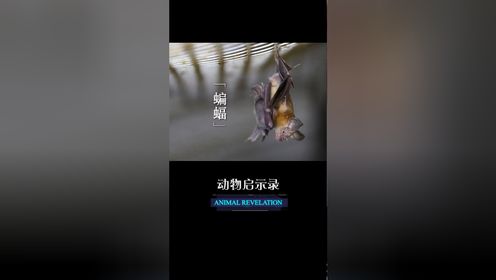 02缺少子女的陪伴,多少老人陷入虚假的骗局0202