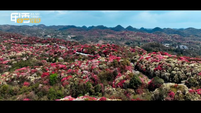 来贵州 上春山|百里杜鹃 花开成海