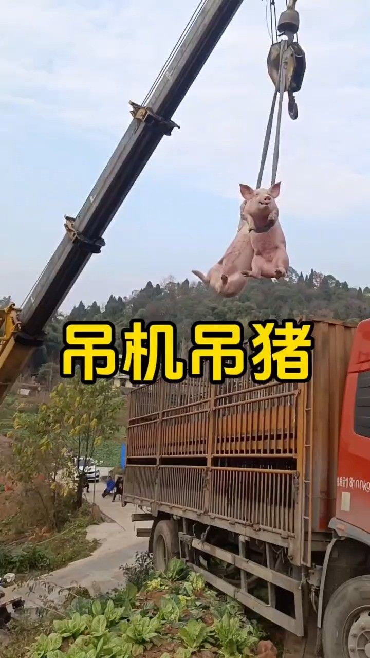 用吊机吊猪