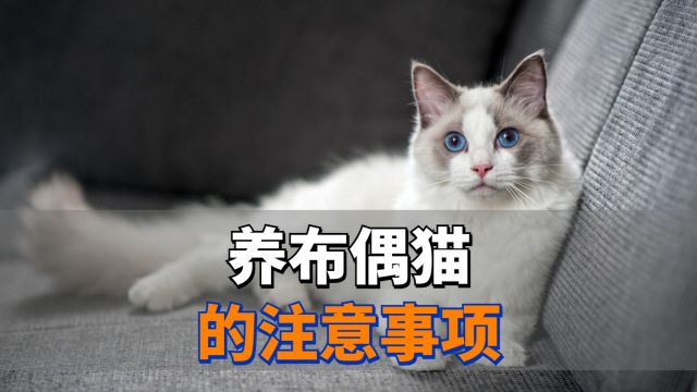 养布偶猫,需要注意这几点!