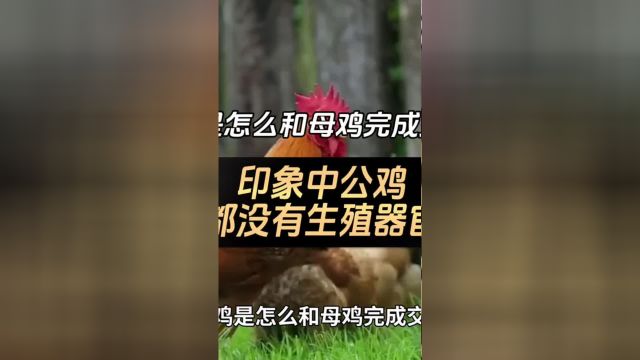 印象中公鸡都没有生殖器官,那公鸡是怎么和母鸡完成交配的?#公鸡 2