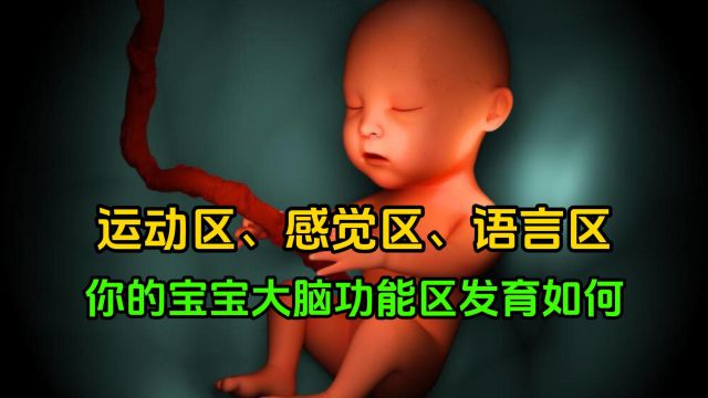 运动区、感觉区、语言区,你的宝宝大脑功能区发育如何?