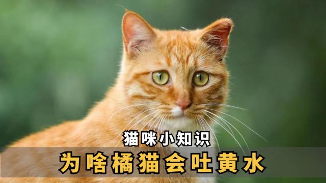 为啥橘猫会吐黄水呢?铲屎官快来涨知识