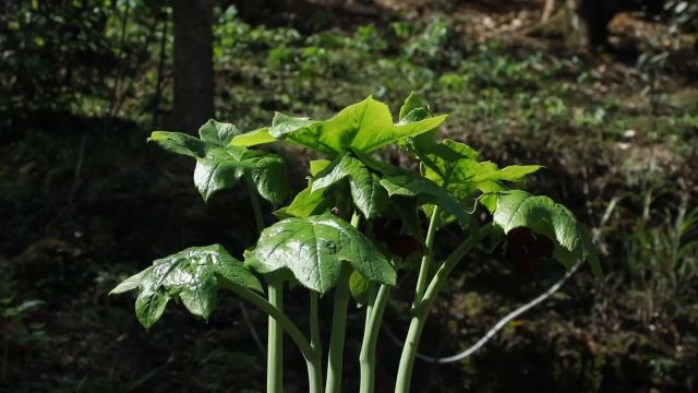 历经两年时间,终于凑齐神农四宝,赶快看看你认识几种?#植物科普