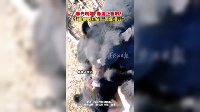 春光明媚 春游正当时!小熊组团开启“营业模式”