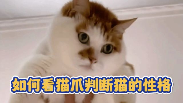 如何看猫爪判断猫的性格?教你看5类爪相