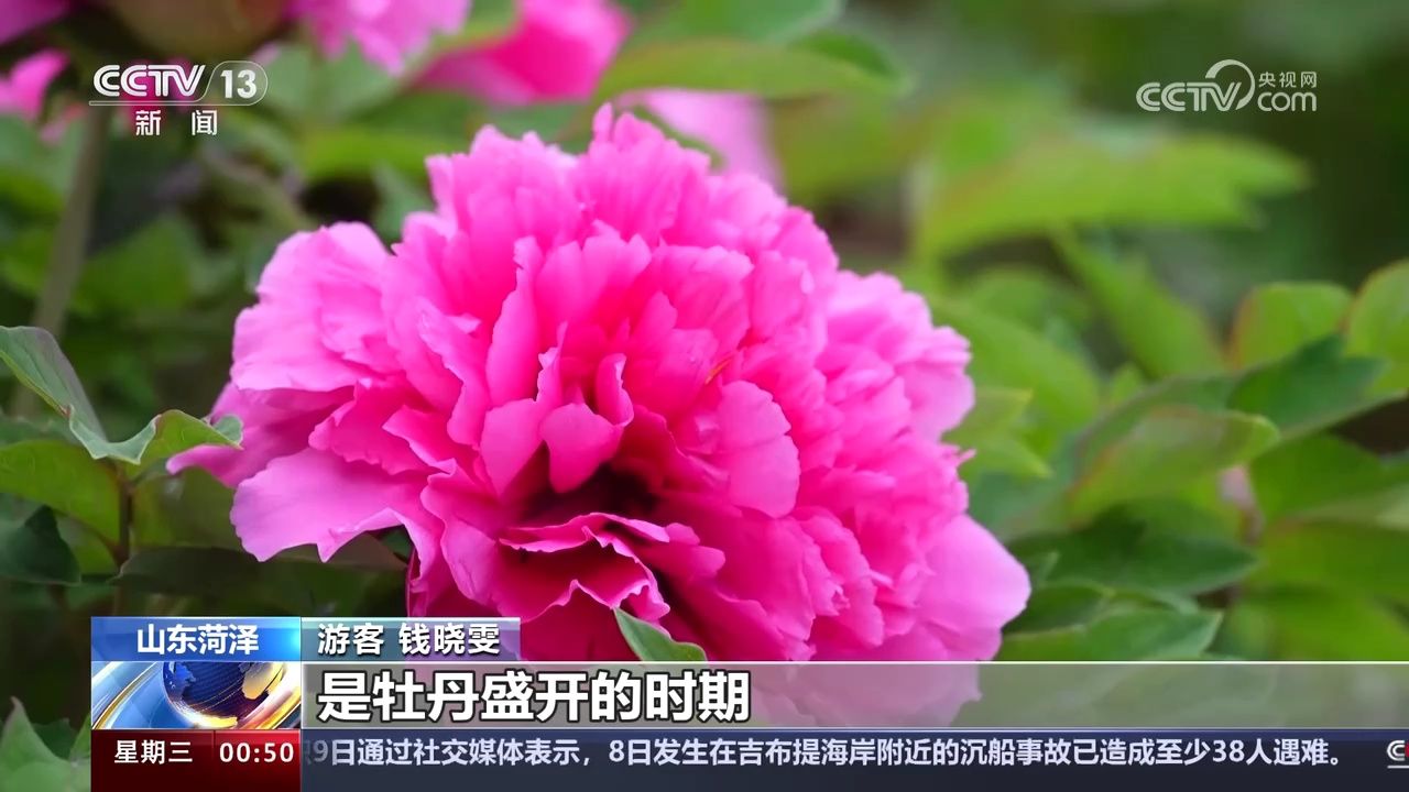春暖花开 山东菏泽牡丹进入最佳观赏期