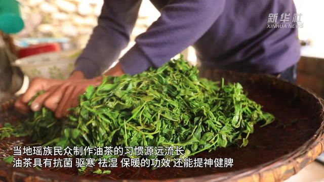 湖南江永:瑶山油茶香飘四方