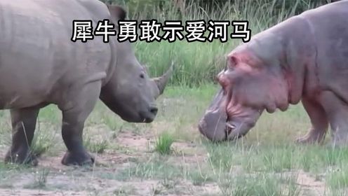 宠物解说:犀牛向河马表达爱意,"勾引"母河马上岸,它俩能成吗?