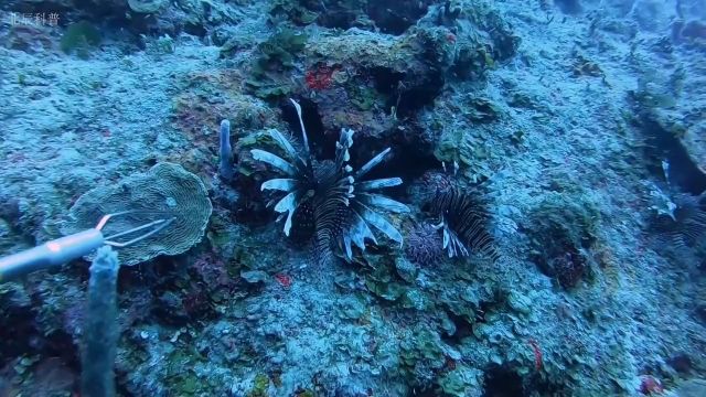 遇见它千万别碰,这种鱼外表美丽但是剧毒无比#海洋生物#动物科普#狮子鱼#