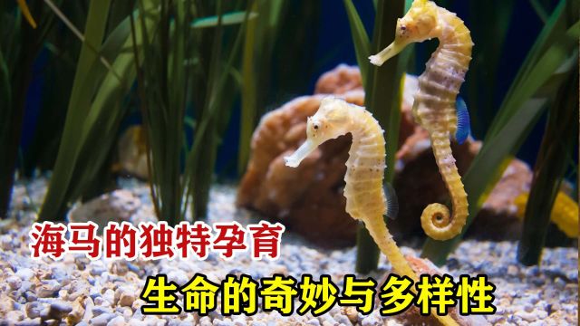 海马的独特孕育:生命的奇妙与多样性