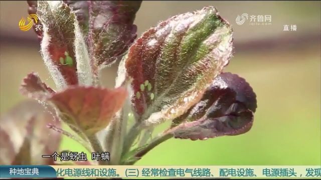 春季果树虫害多,危害枝叶和产量,科学防控很重要,种植户学起来