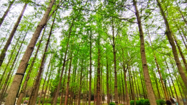 果然视频|济南市区大型水杉林翠绿欲滴,是一幅春之声风景画