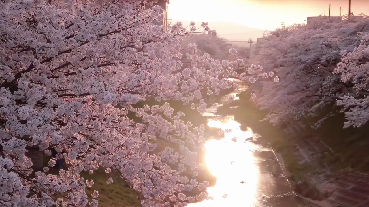 可爱鬼请你看浪漫的粉色樱花雨你要天天开心哦