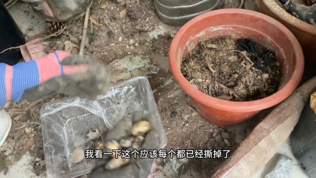 菠萝蜜种子不要扔,种在花盆里浇透水30天后免费的小盆景