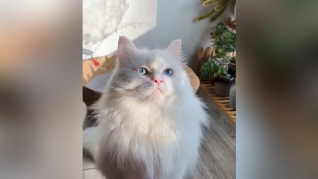 猫咪主食罐怎么选?2024年值得购买猫罐头盘点+10款猫主食罐推荐