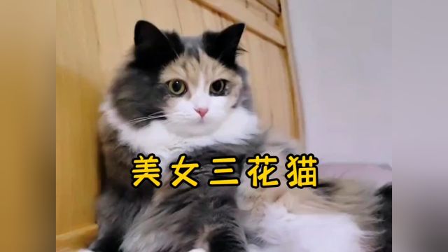 传说三花猫是猫姐大美女.#三花猫 #猫届美女 #猫咪的迷惑行为.mp4