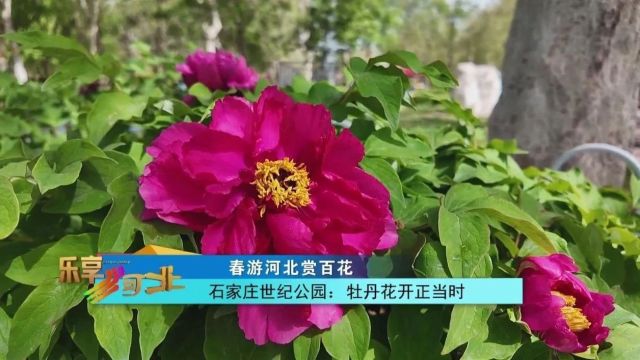 春游河北赏百花|石家庄世纪公园:牡丹花开正当时