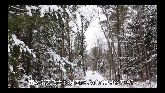 经齿冷于雪,劝人投此珠.愿随金騕褭,走置锦屠苏.