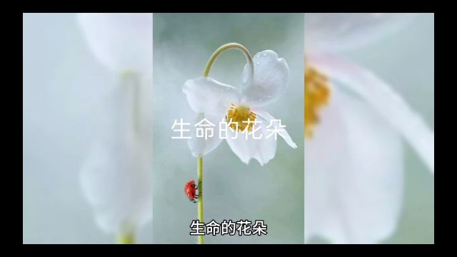 生命的花朵(人生哲理)