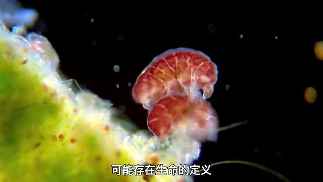 格利泽581g距离,地球仅20.5光年,这颗行星或许真的存在生命