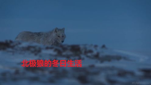 北极狼的冬日生活 