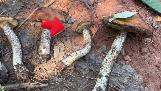 这种野生菌你们认识吗?在农村是很常见的,大多数人却不敢捡,小伙一捡就是一大背篓