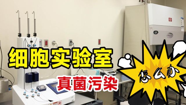 上海北京南京杭州实验室支原体噬菌体霉菌污染 快速上门消毒服务 不影响第二天正常使用