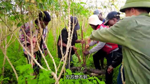 小伙在非洲种植木薯大丰收了