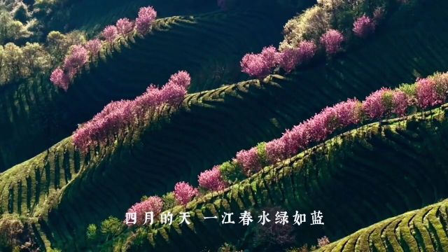 武当春色不等闲,满山武当红如画.#来武当山过几天仙暇日子#祈福胜地太极武当#道系青年