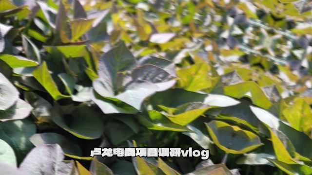 卢龙电商项目调研vlog