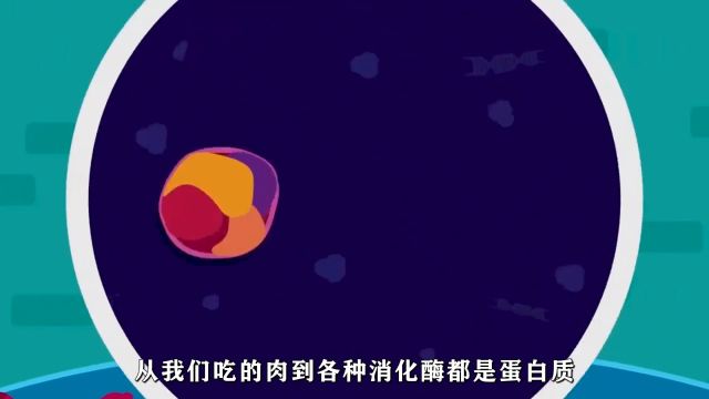 肽键、氨基酸与蛋白质