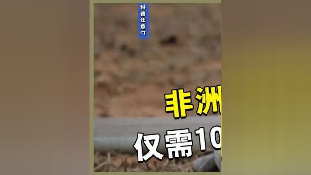 被称为非洲死神的存在 仅需10毫克就足以致命 丧心病狂的黑曼巴蛇#黑曼巴蛇 #毒蛇 #蛇 #野生动物 #科普