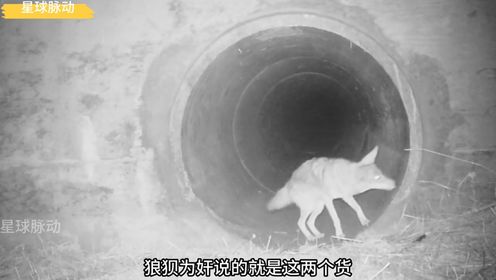 《真实版的狼狈为奸——郊狼和美洲獾合作捕猎》_高清1080P在线观看平台_腾讯视频