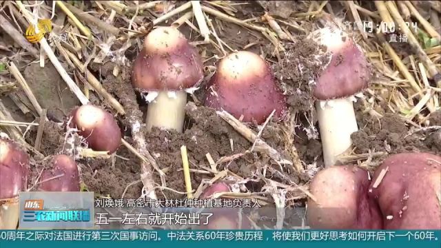 高密:大力发展林下种植和养殖业,让林下经济“土生金”