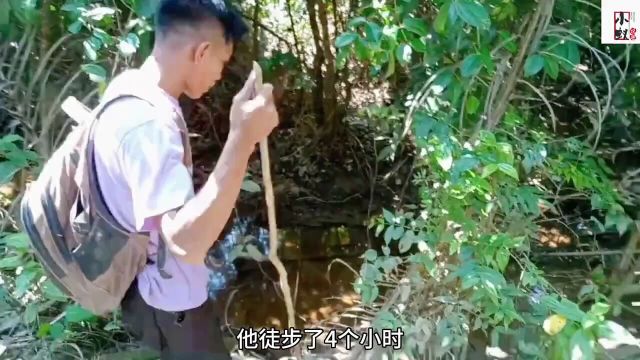 在深山老林里藏着几十斤重的甲鱼,捕获一只就离发家致富不远了甲鱼