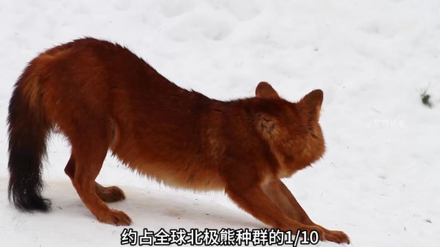 豺的体型虽不如狼,但结群起来连老虎都怕