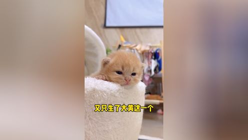 #可爱小猫咪_高清1