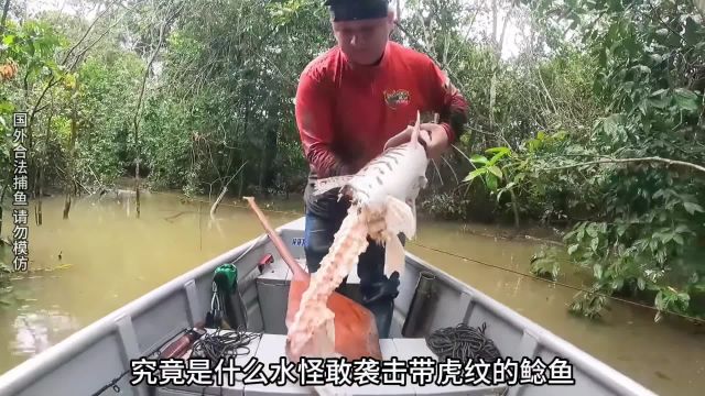 虎纹斑鲶鱼被不明生物偷袭,阿水钓了1天1夜都没抓到它.#原来钓鱼才是抖音运动顶流 #钓鱼人就是这么疯狂 #2024dou来钓鱼 #户外捕鱼 #亚马逊猛鱼