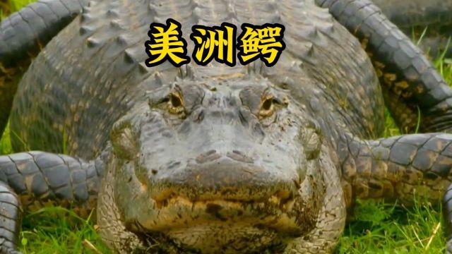 美洲鳄作为沼泽怪物,与熊、美洲狮、人类、山猫和猪进行激战 #美洲鳄 #动物世界