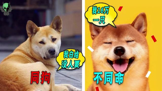 中国大黄狗差点濒危,日本柴犬全球爱卖16万,它们之间差在哪?